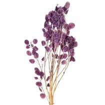 Article Feuille d&#39;argent séchée Lunaria moon violet violet 65-70cm 20g