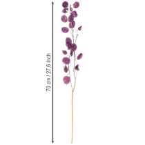 Article Fleurs sechées Monnaie du pape Lunaria Rouge 65-70cm 20g