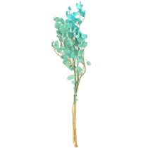 Article Monnaie du pape sechée Lunaria Bleu clair 65-70cm 20g