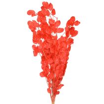 Article Feuille d&#39;argent séchée Lunaria rouge 65-70 cm 20 g