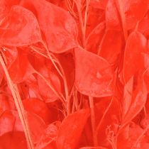 Article Feuille d&#39;argent séchée Lunaria rouge 65-70 cm 20 g