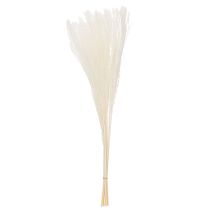 Article Fleurs séchées, graminées argentées. Décoration naturelle élégante pour la maison et le bureau. 70 cm, 10 pièces.