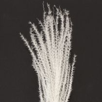Article Fleurs séchées, graminées argentées. Décoration naturelle élégante pour la maison et le bureau. 70 cm, 10 pièces.