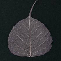 Article Feuilles squelettes Feuilles Bodhi squelettisées violettes 5-15 cm 200 pièces