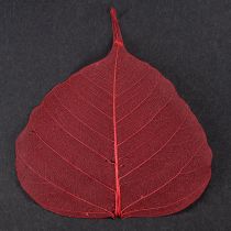 Article Feuilles squelettes Feuilles Bodhi squelettisées rouges 5-15 cm 200 pièces