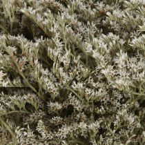 Article Lavande de mer Statice Tatarica fleurs séchées naturelles 2kg