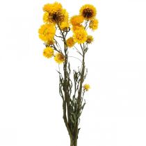 Fleur séchée Fleur de paille jaune Helichrysum Décoration sèche Bouquet 50cm 45g