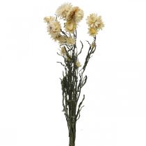Article Décoration sèche paille fleur crème hélichryse séchée 50cm 30g