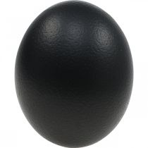 Article Décoration oeuf d'autruche soufflé déco Pâques noir Ø12cm H14cm