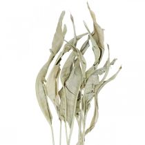 Article Feuilles de Strelitzia séchées vertes givrées 45-80cm 10 pièces
