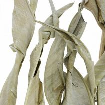 Article Feuilles de Strelitzia séchées vertes givrées 45-80cm 10 pièces