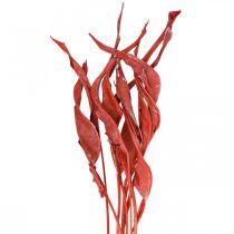 Article Feuilles de Strelitzia rouge givré floristique sèche 45-80cm 10p