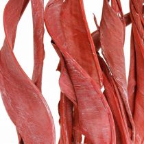 Feuilles de Strelitzia rouge givré floristique sèche 45-80cm 10p
