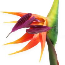 Strelitzia oiseau de paradis 62 cm