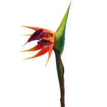 Strelitzia oiseau de paradis 62 cm