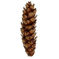 Article Pommes de pin Strobus 10-15cm Vernies clair 100 pièces
