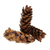 Article Cônes Strobus Pommes de pin de Weymouth Vernies 15-20cm 100pcs