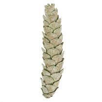 Article Cônes décoratifs Strobus vert pomme blanc lavé 15-20 cm 50 pièces