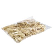 Article Strobus blanchi 15cm-20cm 50 pcs