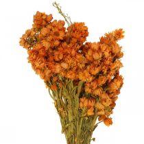 Fleurs Éternelles Fleurs Séchées Orange Petit 15g