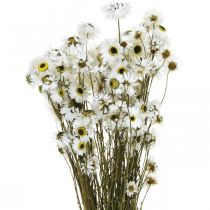 Acroclinium Blanc, Plantes Sèches, Hélichryse, Fleurs Sèches L20–40cm 25g