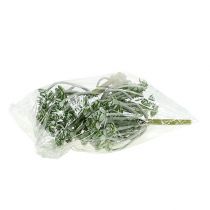 Article Plante succulente Echeveria 17cm Gris 3 pcs