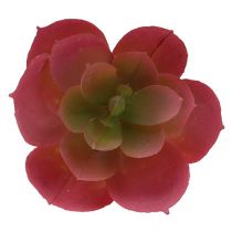 Article Succulente Ø5cm Rose 6 pcs