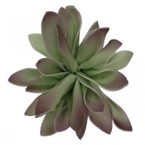 Succulente verte, bordeaux 10cm 12pcs