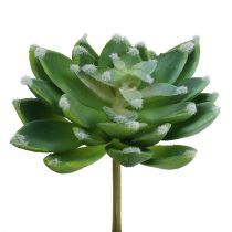 Succulentes Echeveria vert Ø10cm H11cm 3P