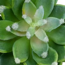 Article Succulentes Echeveria vert Ø10cm H11cm 3P