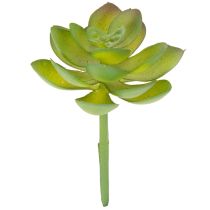Article Plante grasse artificielle verte comme décoration pour des compositions créatives