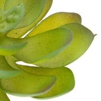 Article Plante grasse artificielle verte comme décoration pour des compositions créatives