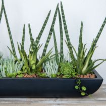 Succulente Echeveria artificielle Vert H15cm
