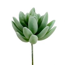 Article Succulentes Echeveria Ø6,5cm L11cm 6 pcs