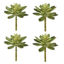 Article Plantes succulentes artificielles plantes artificielles vertes Ø10cm 4pcs