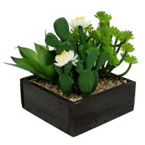 Succulente dans caisse en bois H. 14 cm
