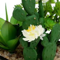 Succulente dans caisse en bois H. 14 cm