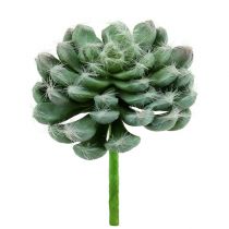 Succulente vert Ø 8,5 cm L. 13 cm