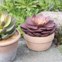 Article Plante succulente en pot Echeveria artificielle rouge Ø15cm