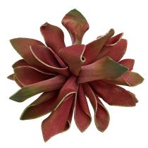 Succulentes rouge foncé Ø10cm 12pcs