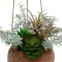 Succulentes vertes en pot à suspendre 24cm