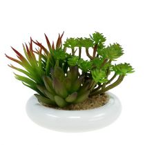 Plantes grasses en pot Ø12cm H11cm 1pc