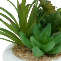 Succulentes en pot de céramique Ø12cm