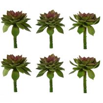 Succulente Pierre Rose 6cm Vert 6 Pièces