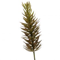 Branche de succulente brun clair 48 cm