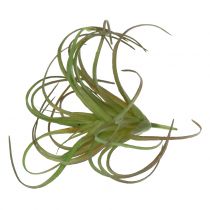 Tillandsia assorti 8cm 3pcs