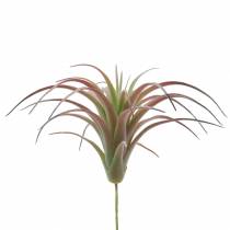 Tillandsia vert-rouge floqué 15cm 4pcs