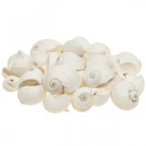 Déco de table maritime, coquilles d&#39;escargots vides blanc 3-4.5cm 500g