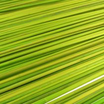 Article Bâtons décoratifs Tonkin 70cm vert clair 150 pièces
