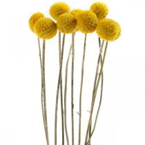 Article Craspedia Fleurs Séchées Pilons Jaune 70cm 10pcs